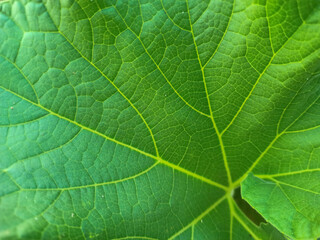 Bottle gourd leaf top view with green background. Close up of bottle gourd leaf. Micro photography of bottle gourd leaf. 
green leaf texture.