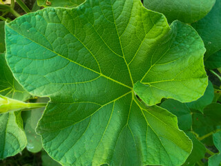 Bottle gourd leaf top view with green background. Close up of bottle gourd leaf. Micro photography.