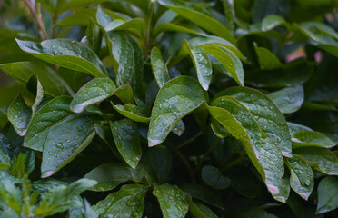 Green leaves are dripping with water