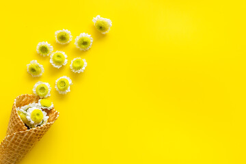 Floral pattern with white and yellow chamomile flowers, top view