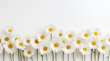 Obraz premium design white flower background minimalist illustration minimal plant, nature beautiful, composition leaf design white flower background minimalist