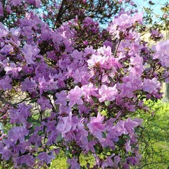 decorative blooming rose bush. Rhododendron p.j. Mezitt .  first spring flowers.
Floral Wallpaper