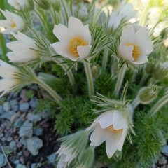 decorative blooming first spring flowers with fluffy hairy inflorescences . Pulsatilla vulgaris...