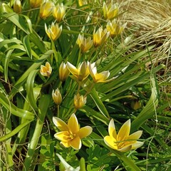 Natural species of tulips. Tulipa tarda dasystemon with bright yellow petals with pointed white tips in the garden. Floral wallpaper. first spring flowers.