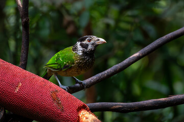 Arfak Catbird (Ailuroedus arfakianus) observed in Arfak Mountains in West Papua, Indonesia