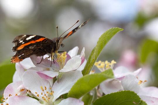 butterfly with open wings looking for nectar in the blossoms of an apple tree. background with bokeh.