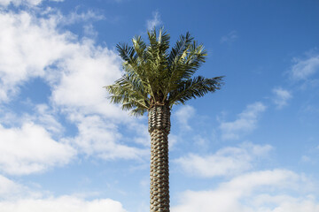 Artificial palm tree on the embankment in the city of Aktau