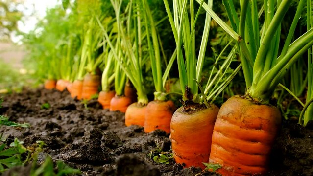 Carrots growing in the garden. Selective focus.