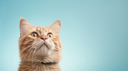 Obraz premium ginger kitten looks up