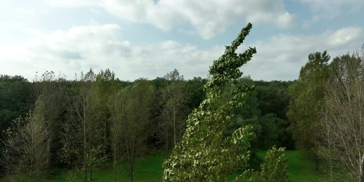 storm bending the poplar trees