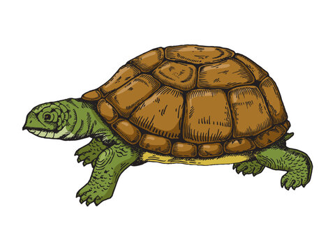 Turtle vector hand drawn sketch style engraving color illustration. Scratch board style imitation. Hand drawn image.