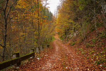 Obraz premium Autumn landscape with forest road covered in leaves