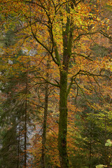 Fototapeta na wymiar Colorful forest landscape in the autumn