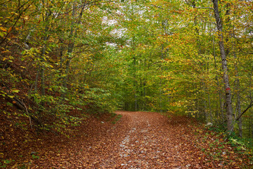 Autumn landscape with forest road covered in leaves
