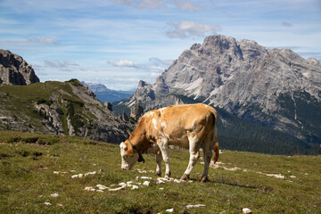 Cos in the Dolomites, grazing on beautiful green meadow. Scenery from Tre Cime.