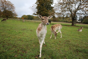 Fototapeta premium Reh