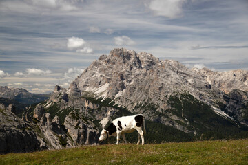 Cos in the Dolomites, grazing on beautiful green meadow. Scenery from Tre Cime.