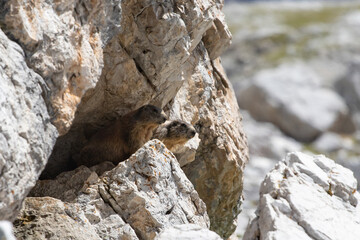 Alpine marmot (Marmota marmota) in Italian Dolomites