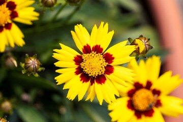 A portrait of multiple beautifful coreopsis flowers. The enchanted eve flower has red with yellow petals and a yellow core and is standing in a pot in a garden.