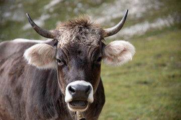 Cos in the Dolomites, grazing on beautiful green meadow. Scenery from Tre Cime.