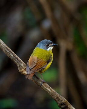 Green backed robin in Arfak mountains in West Papua, Indonesia.
