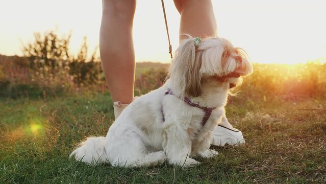 A Shih Tzu dog sitting next to its owner watching a beautiful sunset together in nature at sunset. Close-up shot