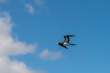 Brown Booby (Sula leucogaster) flying above the ocean against a blue sky with white clouds on a Summer's day in Kauaii, Hawaii, United States.
