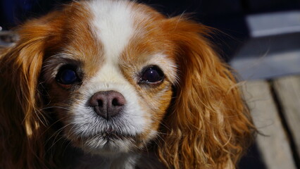 Cute portrait of bright brown dog 