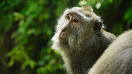 close up of a macaque