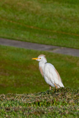 White and beige Cattle Egret (Bubulcus ibis)on a golf course on the island of Kauai, Hawaii, United states.
