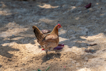 Wild brown chicken hen foraging in the sand on the beach by the sea in Kauai, Hawaii, United States.
