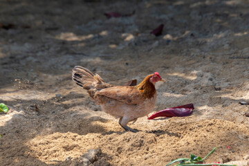 Wild brown chicken hen foraging in the sand on the beach by the sea in Kauai, Hawaii, United States.

