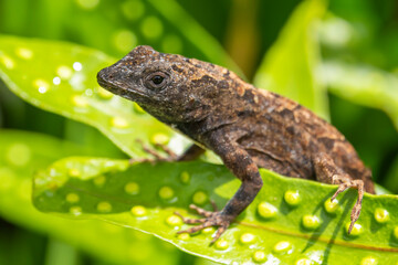 A Brown Anole Lizard (Anolis sagrei) on a leaf with a green background in Kauai, Hawaii, United States.
