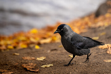 crow on the ground