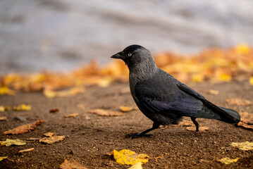 blackbird on the ground