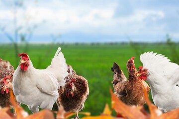 This beautiful chickens at field natural beauty