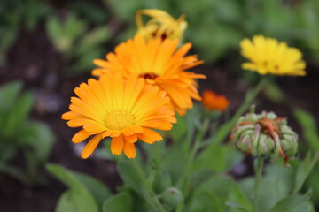 Orange flowers in the wild garden surrey UK.
Nice warm spring sunshine day