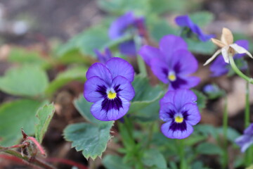 Purple puppy flower in the wild garden surrey UK.
Nice warm spring sunshine day