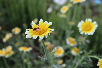 a yellow flower in the wild garden in surrey UK.
Nice warm spring sunshine day, fly enjoy sunshine