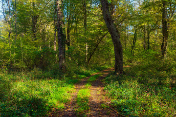 Fototapeta na wymiar Path in a bright morning forest