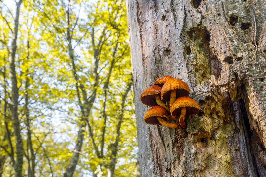 Pholiota adiposa edible mushrooms on tree in forest