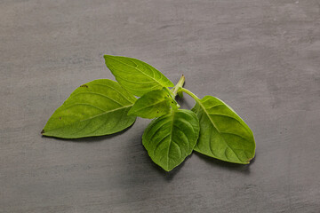 Raw green basil leaves seasoning