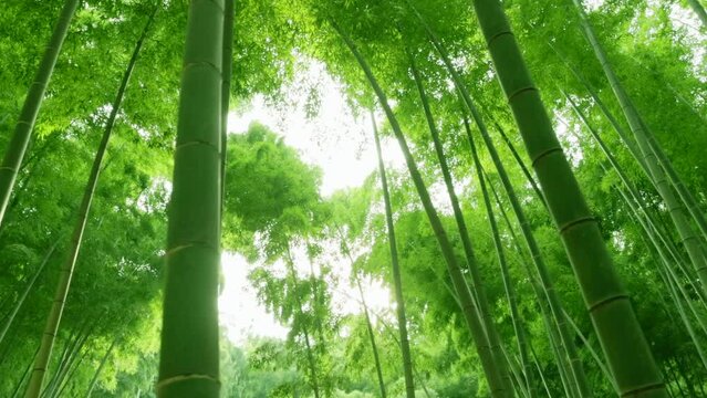 瑞々しい新緑の竹林