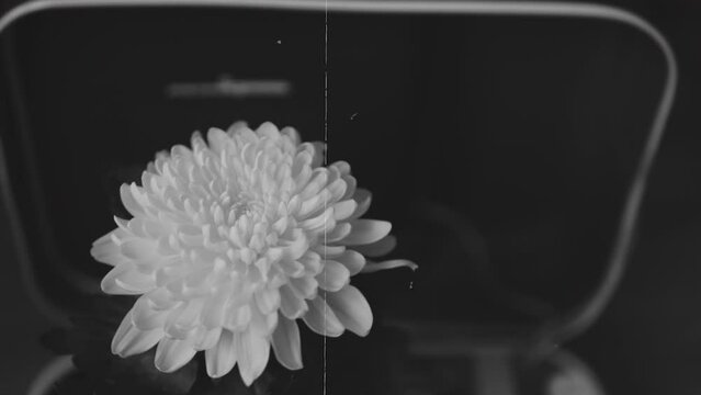 Large chrysanthemum flower spins on vinyl record portable player in black and white, close-up. Stylized vintage shot in retro style. Listening to jazz music on old vinyl records.
