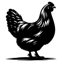 Australorp Chicken vector silhouette illustration black color