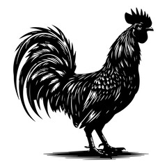 Ayam Cemani vector silhouette illustration