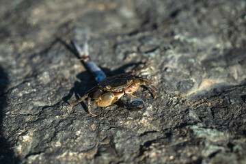 A small crab sits on a stone.