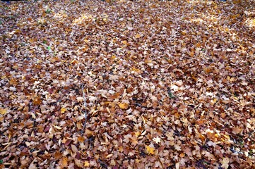 地面に広がった一面の落ち葉