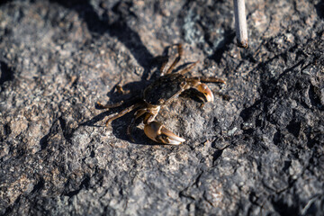 A small crab sits on a stone.