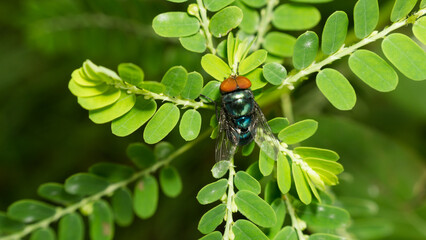 A fly was sitting on a branch of grass in the yard of the house.